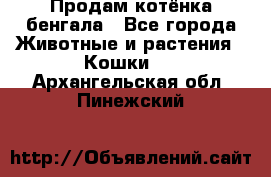 Продам котёнка бенгала - Все города Животные и растения » Кошки   . Архангельская обл.,Пинежский 